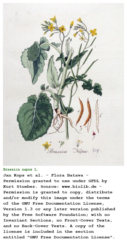 Brassica napus L.